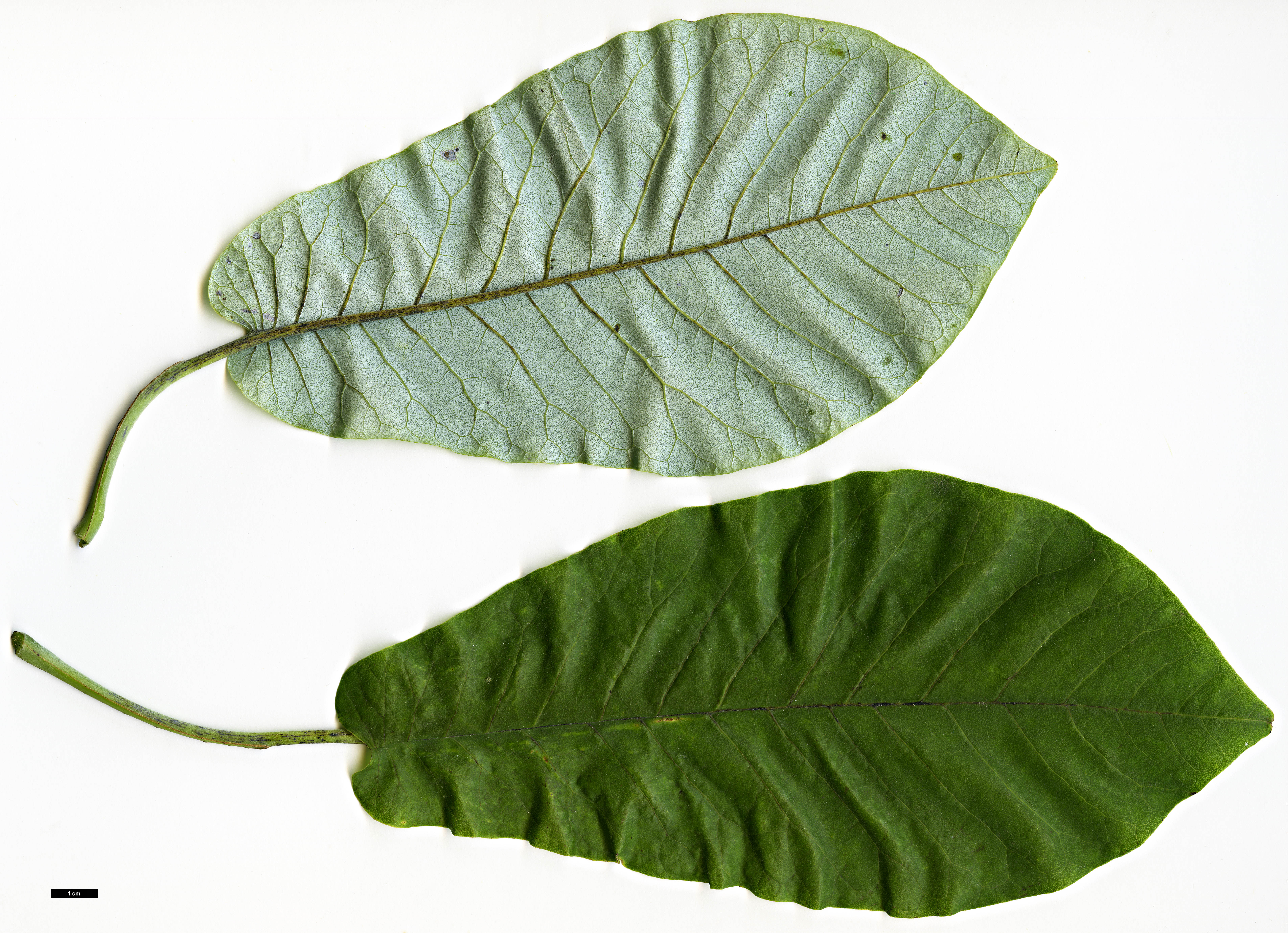 High resolution image: Family: Magnoliaceae - Genus: Magnolia - Taxon: macrophylla - SpeciesSub: var. ashei